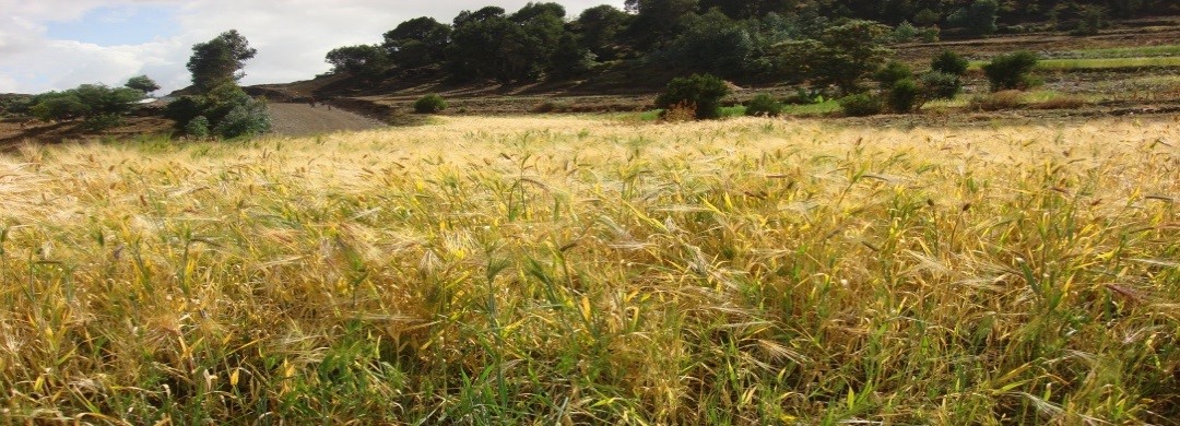 Wheat and barley, the dominant crops for food production around Tolla and GolaBelina Kebeles
