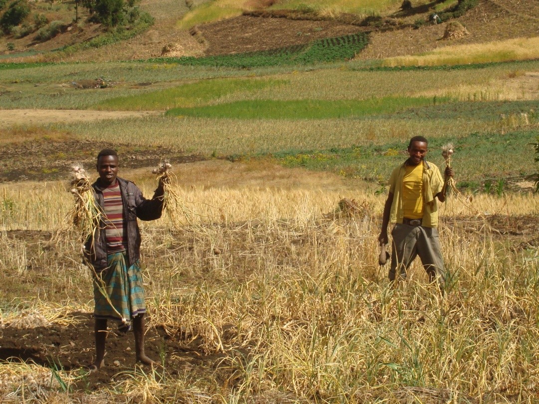 Vegetables are also common production around highland areas, here the farmers are working in garlic farm.