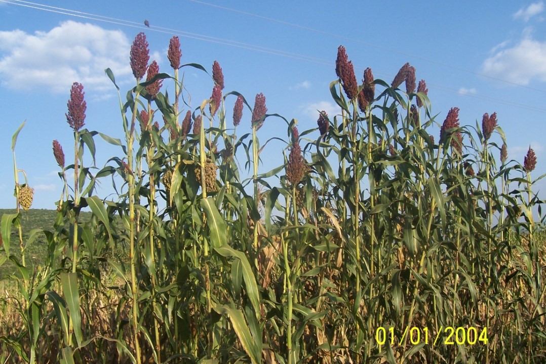 D.  Sorghum, the dominant crop for food production in many of the mid land and low land areas of the study site