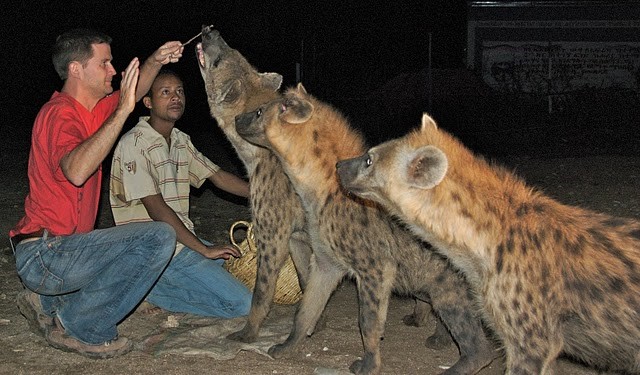 A tourist attraction site where a tourist is feeding friendly hyenas.